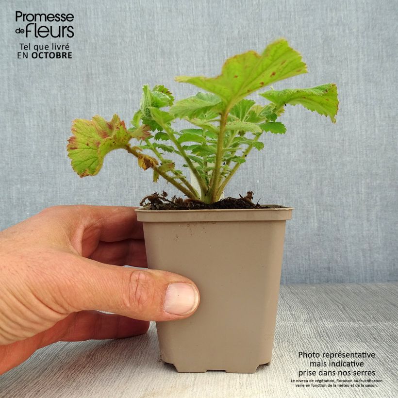 Example of Geum Fiery Tempest - Nelkenwurz Kleine Töpfe von 8/9 cm as you get in automne