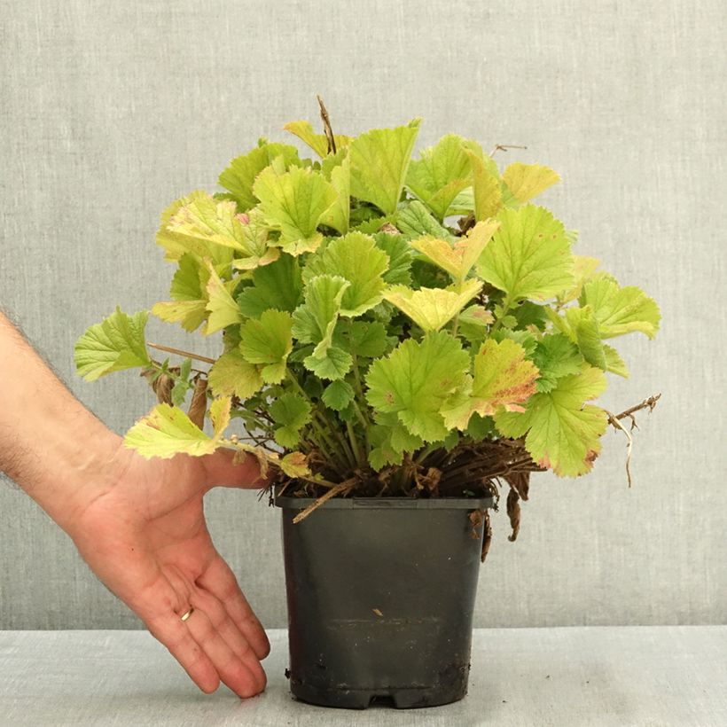 Exemplar von Geum Fiery Tempest - Benoîte hybride Pot de 2L/3L wie im Sommer geliefert