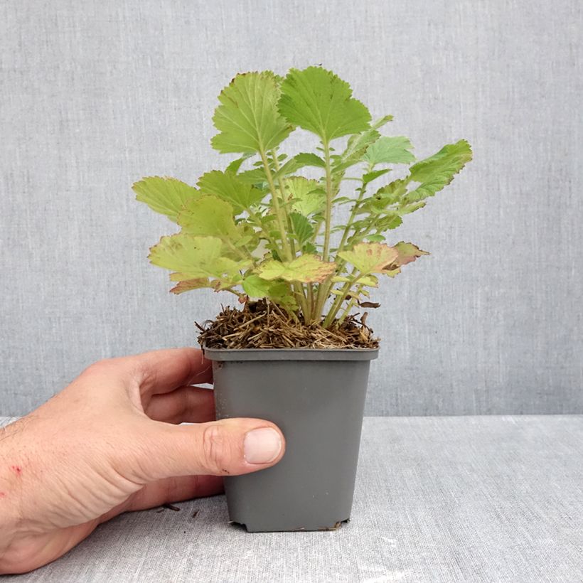 Exemplar von Geum Firestarter - Nelkenwurz Kleine Töpfe von 8/9 cm wie im Herbst geliefert