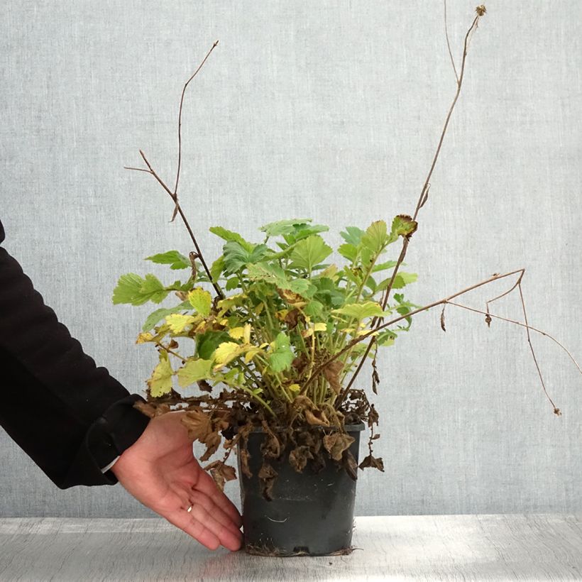 Example of Geum Flames of Passion - Nelkenwurz Topf mit 2L/3L as you get in automne