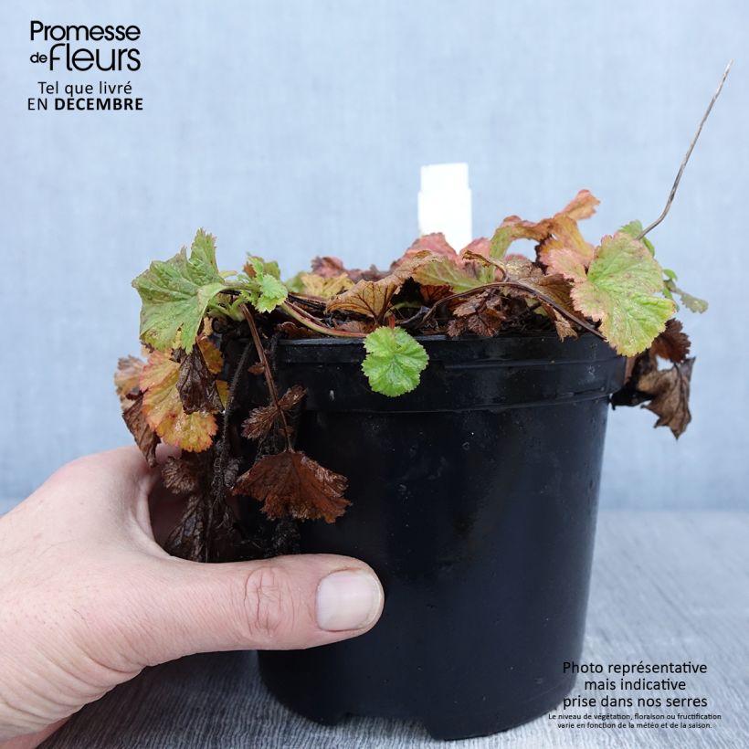 Exemplar von Geum Flames of Passion - Nelkenwurz Topf mit 2L/3L wie im Winter geliefert