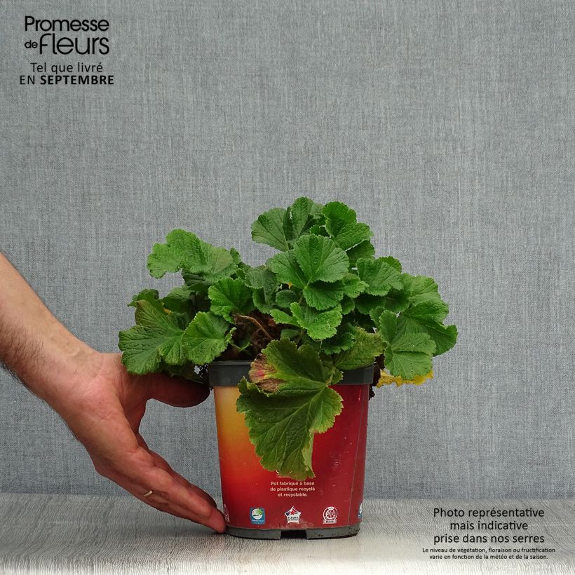 Example of Geum rivale Mai tai - Bach-Nelkenwurz Topf mit 2L/3L as you get in automne