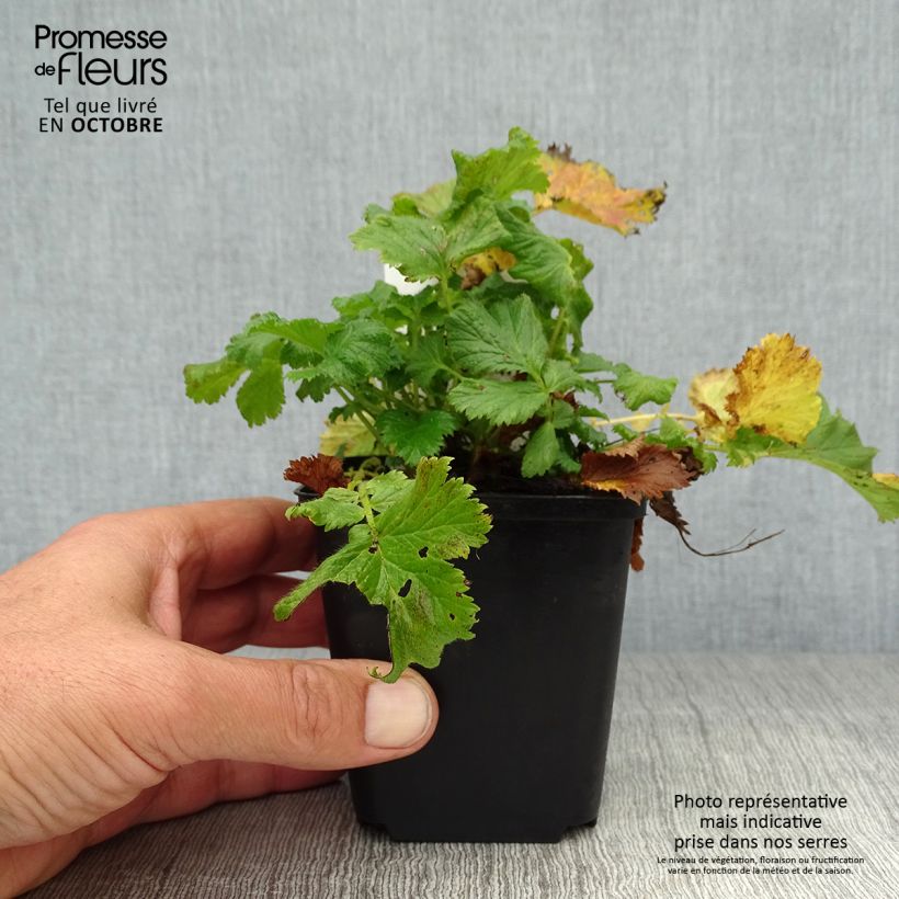 Example of Geum coccineum Nonna - Scharlachrote Nelkenwurz Kleine Töpfe von 7/8 cm as you get in automne