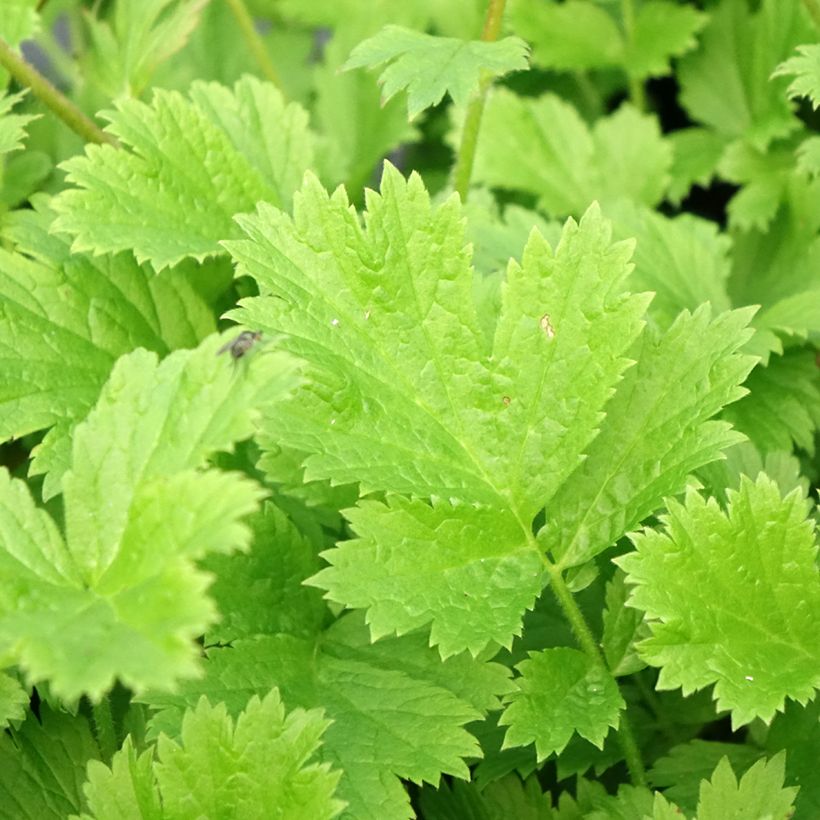 Geum coccineum Nonna - Scharlachrote Nelkenwurz (Foliage)