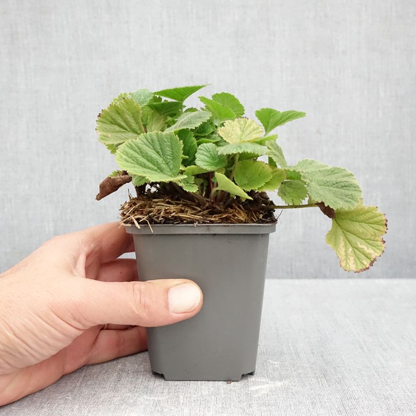 Exemplar von Geum Orange Pumpkin - Nelkenwurz Kleine Töpfe von 7/8 cm wie im Herbst geliefert