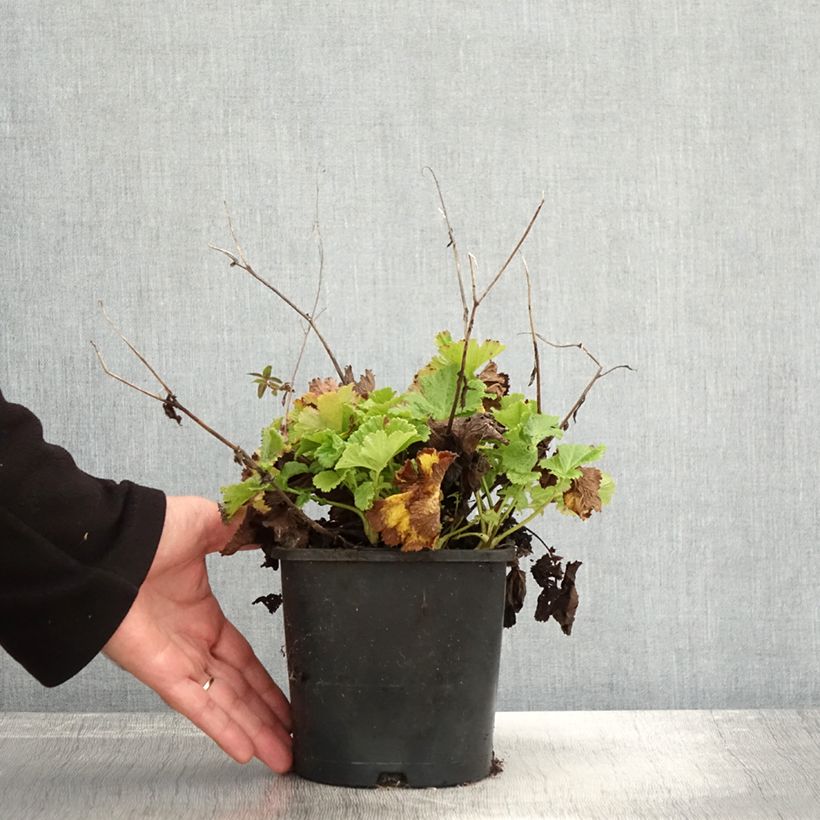Example of Geum Pretticoats Peach - Nelkenwurz Topf mit 2L/3L as you get in automne