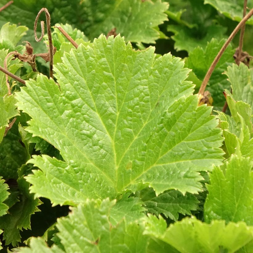 Geum Pretticoats Peach - Nelkenwurz (Foliage)