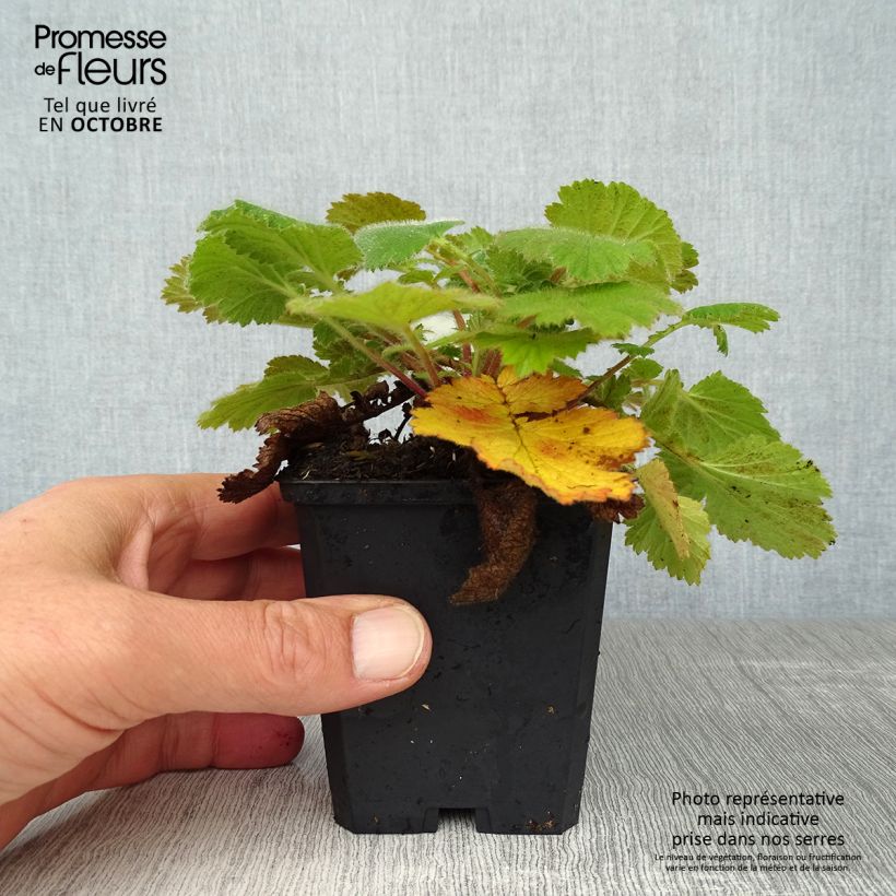 Example of Geum Prinses Juliana - Nelkenwurz Kleine Töpfe von 8/9 cm as you get in automne