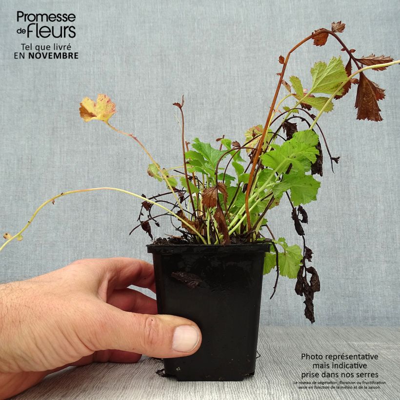 Example of Geum rivale Leonard's Variety - Bach-Nelkenwurz Kleine Töpfe von 7/8 cm as you get in automne