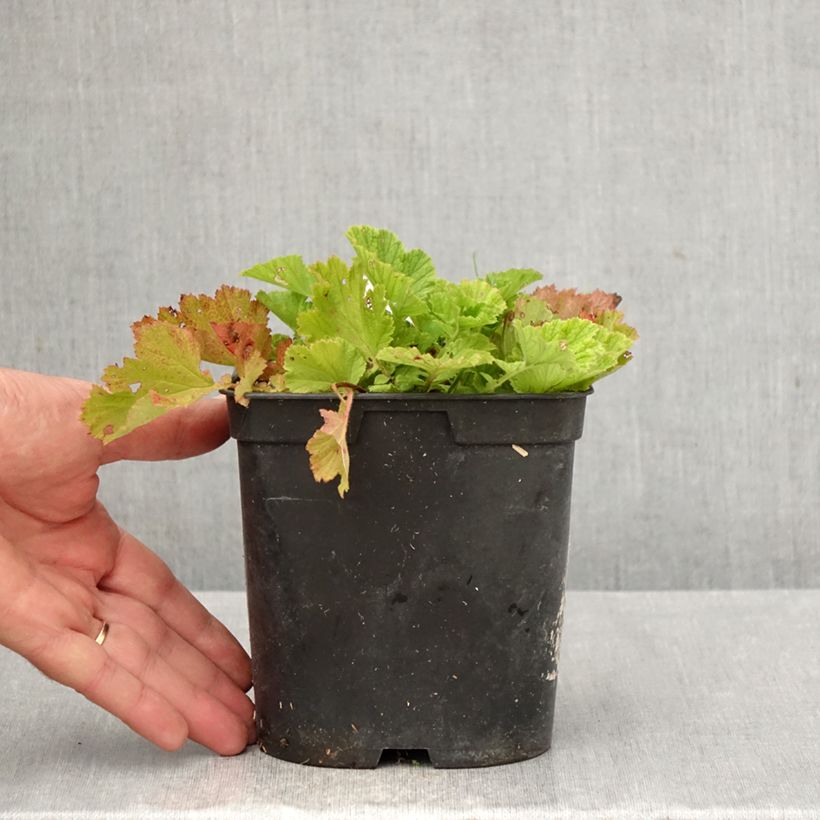 Exemplar von Geum rivale Leonard's Variety - Bach-Nelkenwurz Topf mit 2L/3L wie im Herbst geliefert