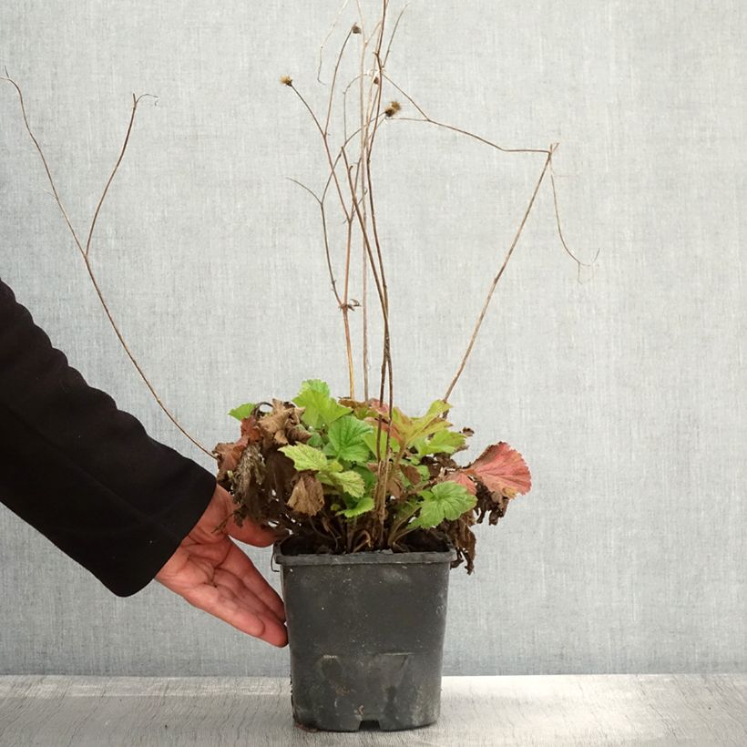 Example of Geum Scarlet Tempest - Nelkenwurz Topf mit 2L/3L as you get in automne