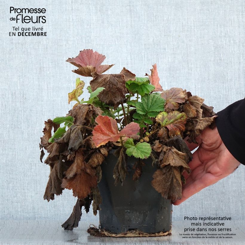 Exemplar von Geum Scarlet Tempest - Nelkenwurz Topf mit 2L/3L wie im Winter geliefert