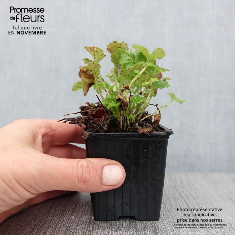 Example of Geum Tempo Rose - Nelkenwurz Kleine Töpfe von 8/9 cm as you get in automne