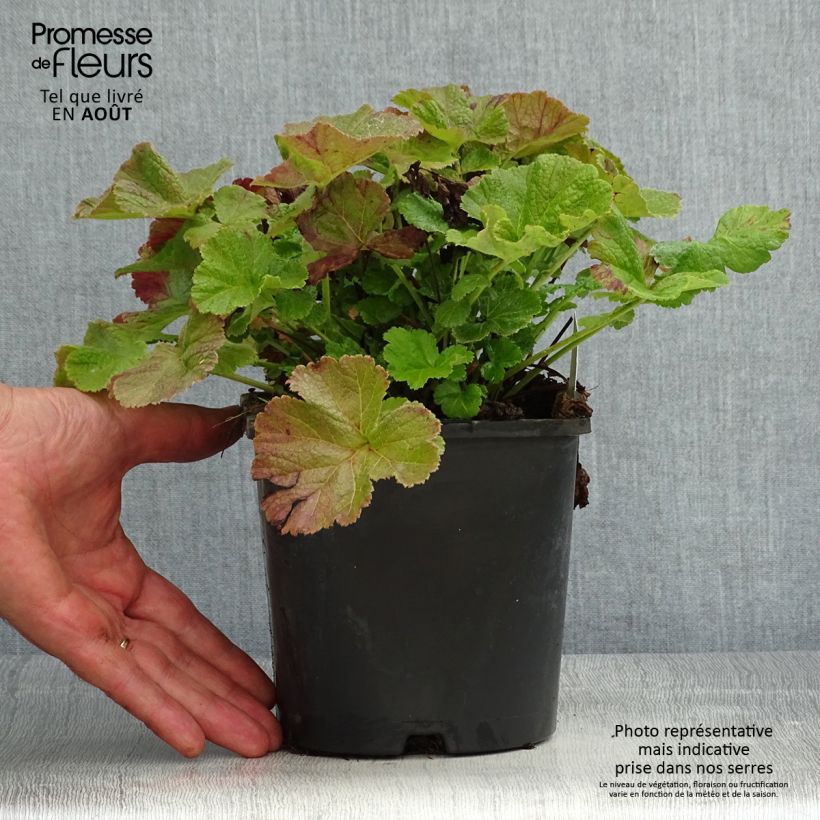 Example of Geum Tempo Rose - Nelkenwurz Topf mit 2L/3L as you get in ete