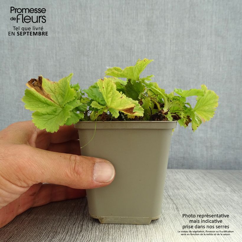 Example of Geum Tempo Yellow - Nelkenwurz Kleine Töpfe von 8/9 cm as you get in ete