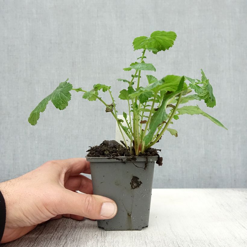 Example of Geum Cocktail Tequila Sunrise - Nelkenwurz Kleine Töpfe von 8/9 cm as you get in automne