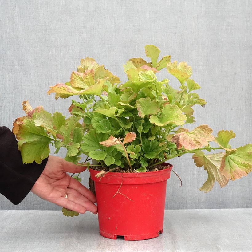 Exemplar von Geum Cocktail Tequila Sunrise - Nelkenwurz Topf mit 2L/3L wie im Herbst geliefert