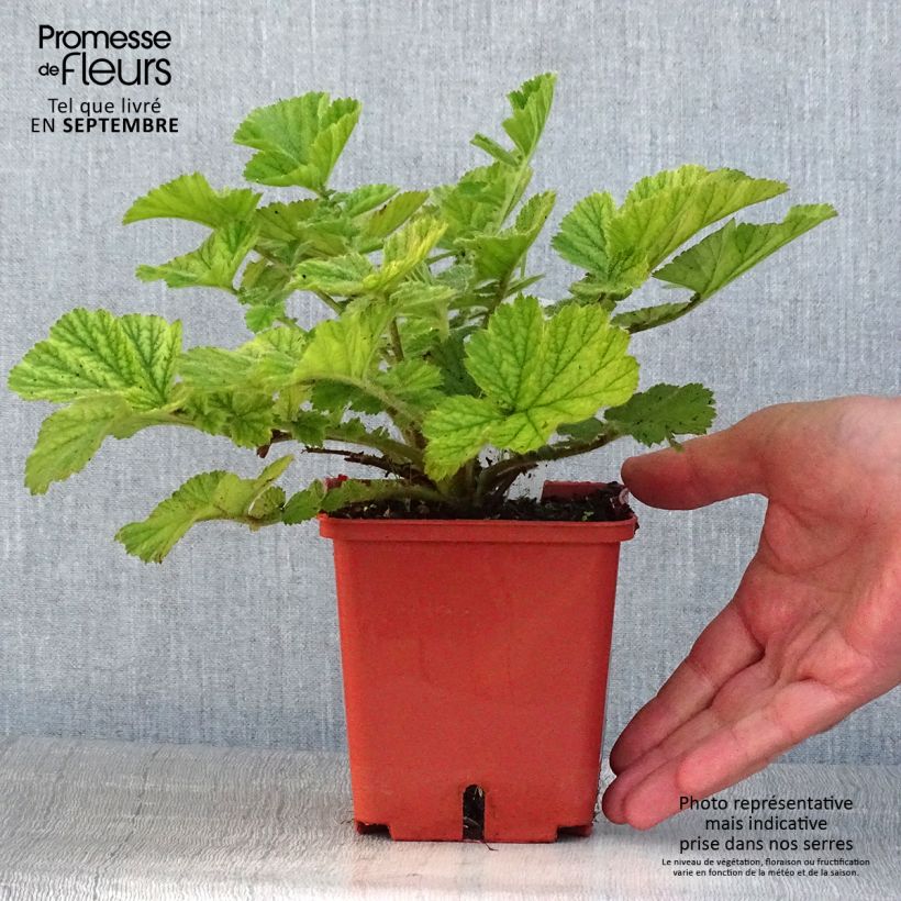 Example of Geum Totally Tangerine - Nelkenwurz Topf mit 1L/1,5L as you get in ete