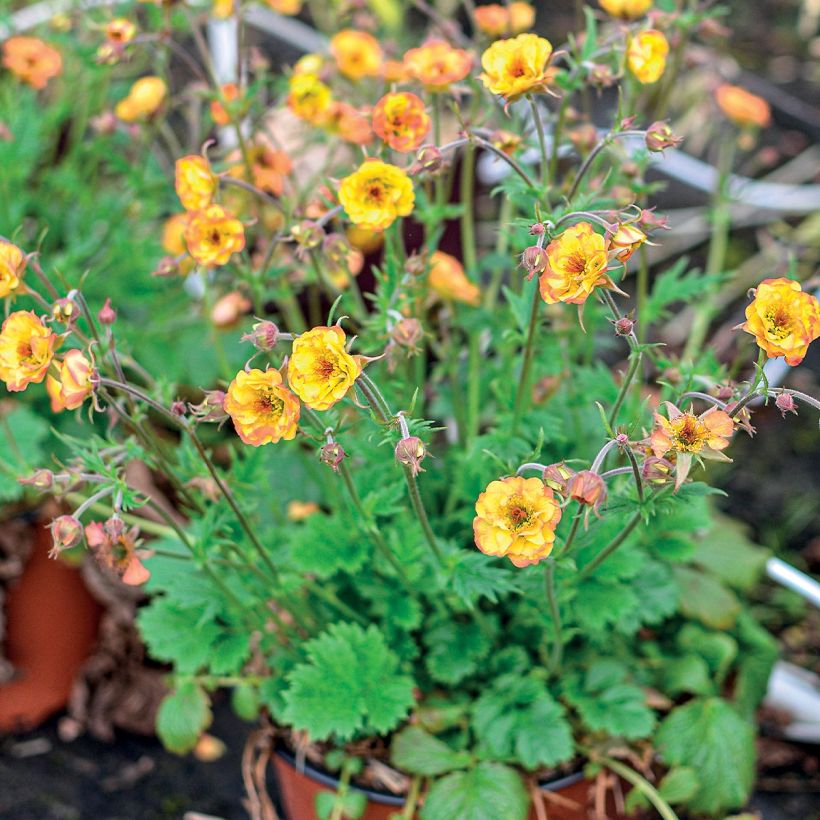 Geum Tutti Frutti - Nelkenwurz (Plant habit)