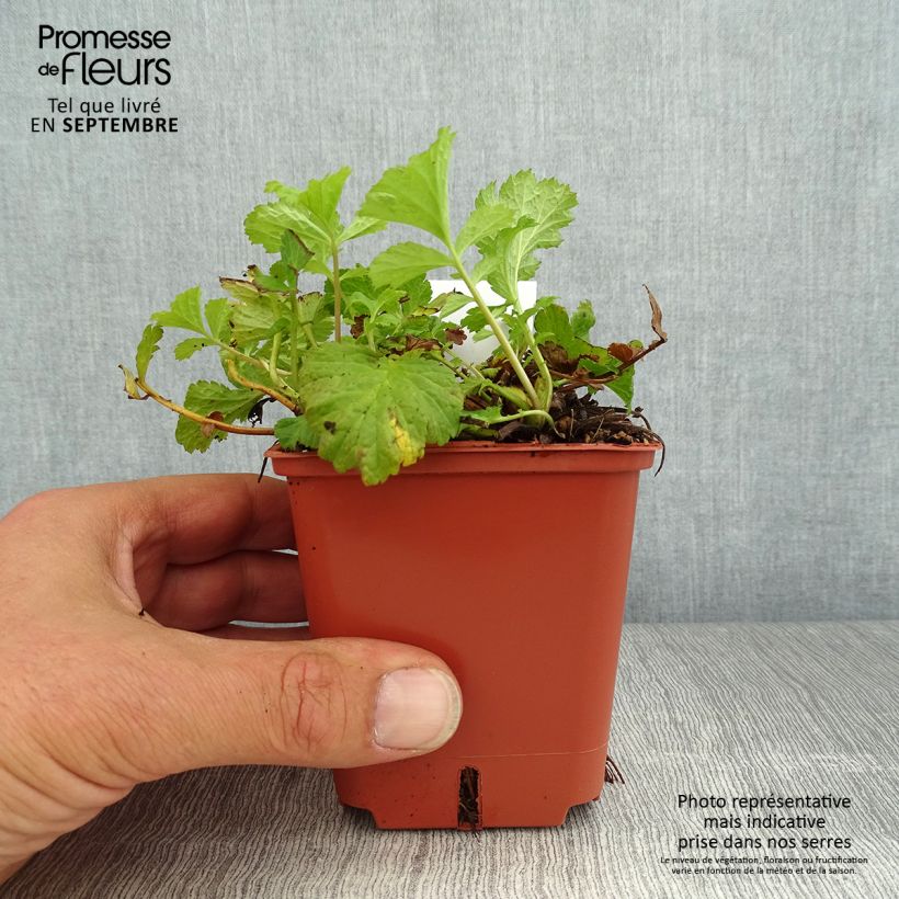 Example of Geum Tutti Frutti - Nelkenwurz Kleine Töpfe von 8/9 cm as you get in ete