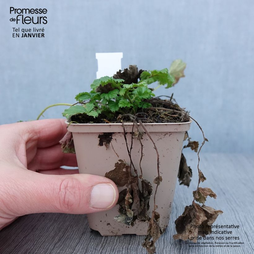 Exemplar von Geum Tutti Frutti - Nelkenwurz Kleine Töpfe von 8/9 cm wie im Winter geliefert