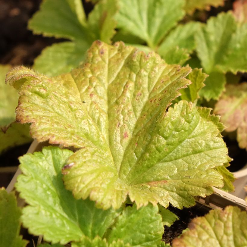 Geum Tutti Frutti - Nelkenwurz (Foliage)