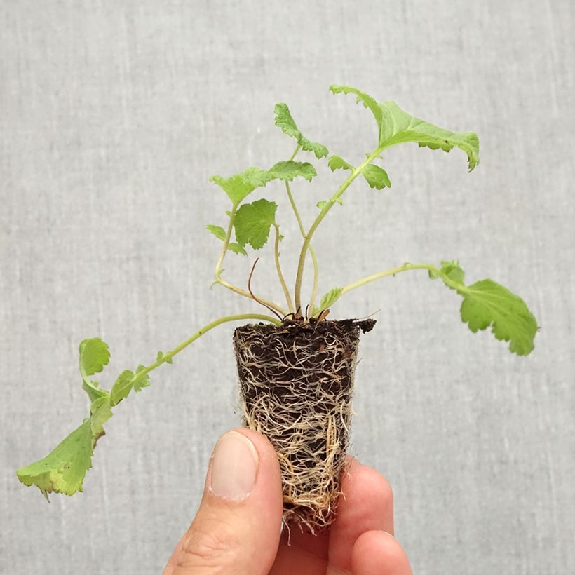 Example of Geum Tutti Frutti - Nelkenwurz Mini-Plug Ø 3/4 cm as you get in automne