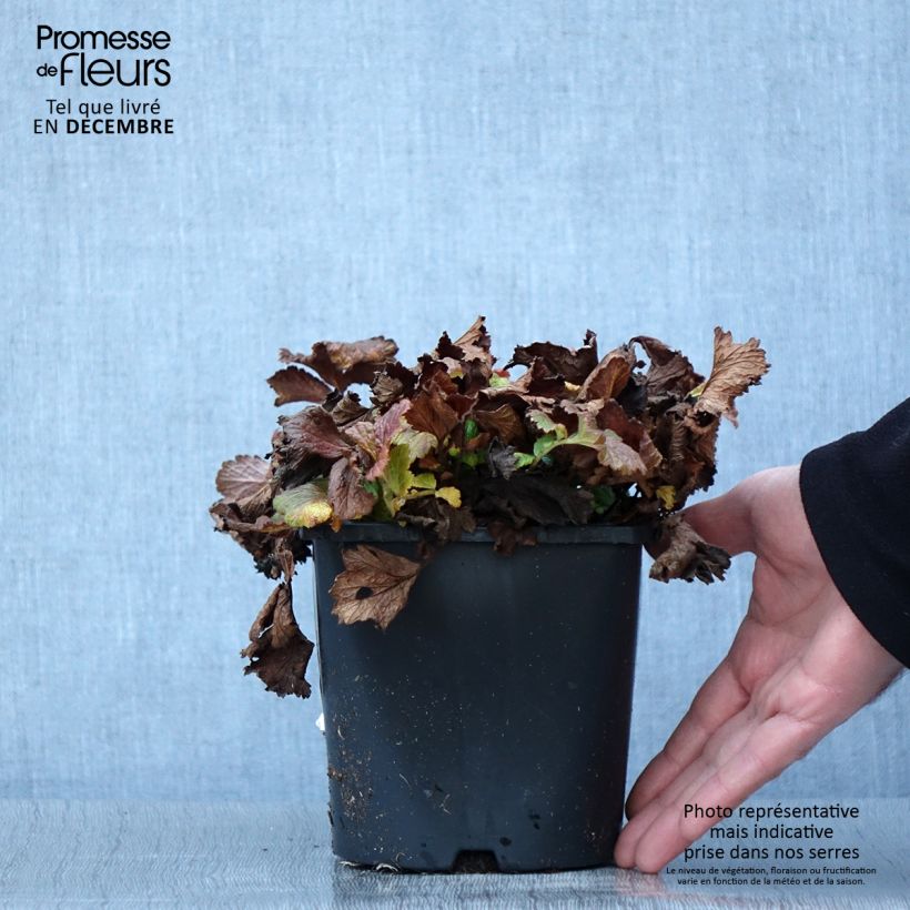 Example of Geum Tutti Frutti - Nelkenwurz Topf mit 2L/3L as you get in automne