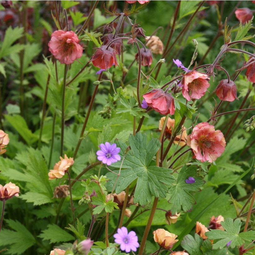 Geum Bell Bank - Nelkenwurz (Plant habit)