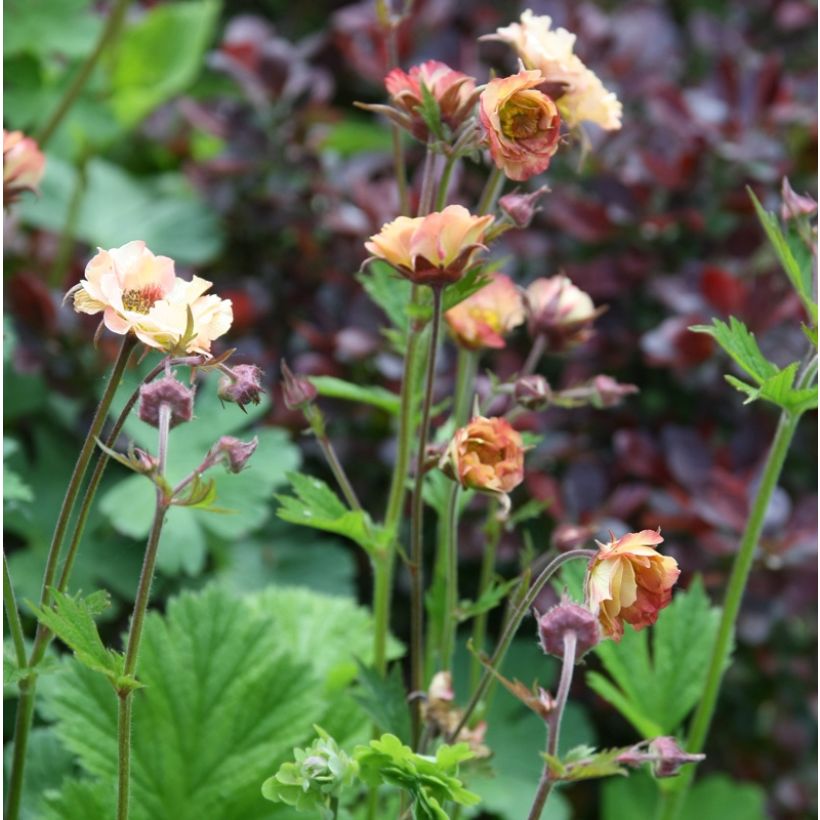Geum rivale Mai tai - Bach-Nelkenwurz (Plant habit)