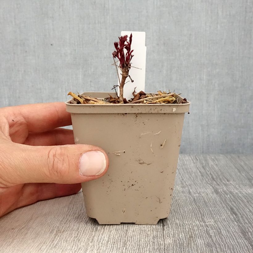 Exemplar von Gillenia trifoliata Pink Profusion - Nördliche Dreiblattspiere Kleine Töpfe von 8/9 cm wie im Frühjahr geliefert