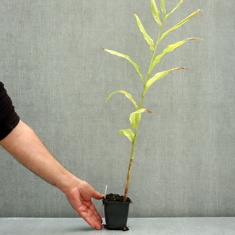 Exemplar von Japanischer Ingwer - Zingiber mioga Kleine Töpfe von 8/9 cm wie im Herbst geliefert