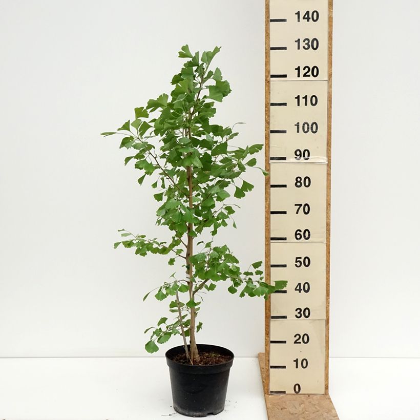 Exemplar von Ginkgo biloba Blagon - Fächerblattbaum Topf mit 7,5L/10L wie im Sommer geliefert