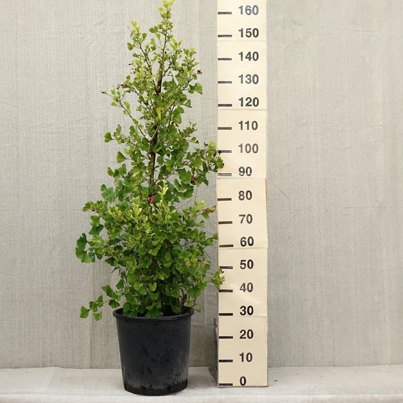 Exemplar von Ginkgo biloba Eiffel - Fächerblattbaum Topf mit 30L/35L wie im Sommer geliefert