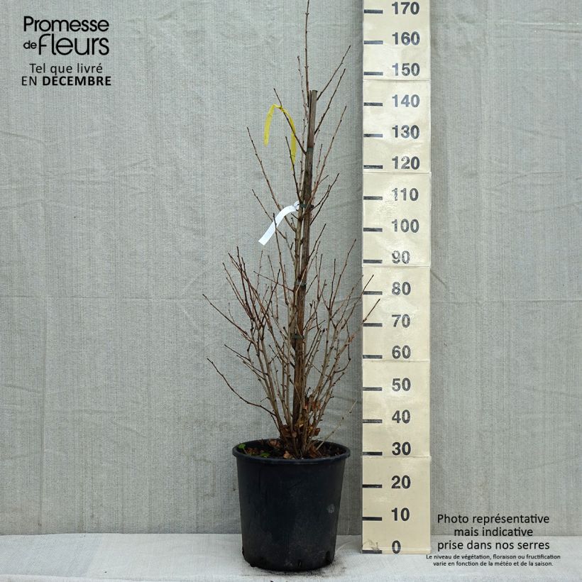 Exemplar von Ginkgo biloba Eiffel - Fächerblattbaum Topf mit 30L/35L wie im Winter geliefert