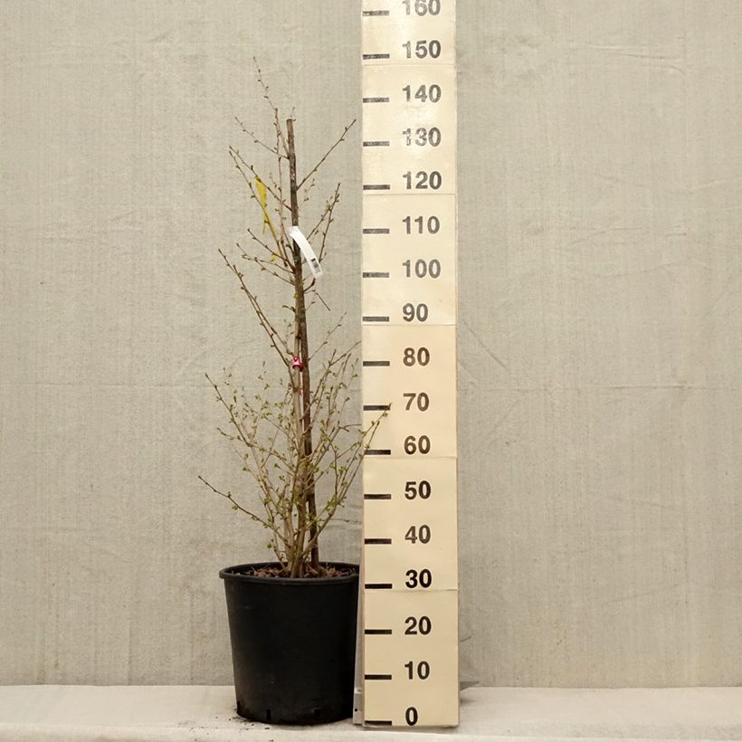 Exemplar von Ginkgo biloba Eiffel - Fächerblattbaum Topf mit 30L/35L wie im Frühjahr geliefert