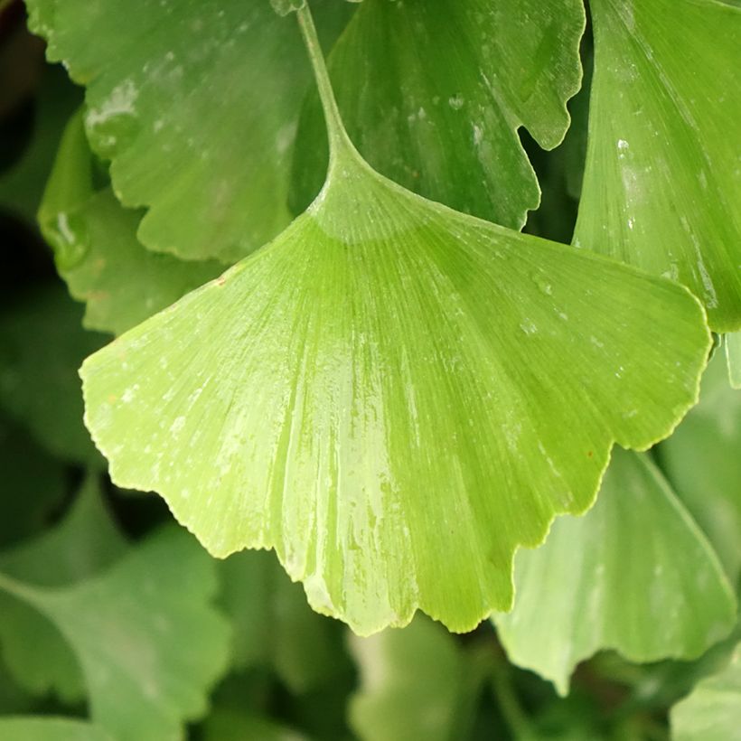 Ginkgo biloba Eiffel - Fächerblattbaum (Foliage)