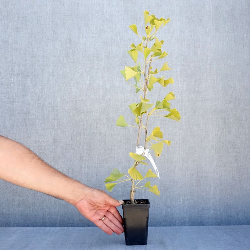 Exemplar von Ginkgo biloba fastigiata Gold Flame - Fächerblattbaum Topf mit 1L/1,5L wie im Sommer geliefert