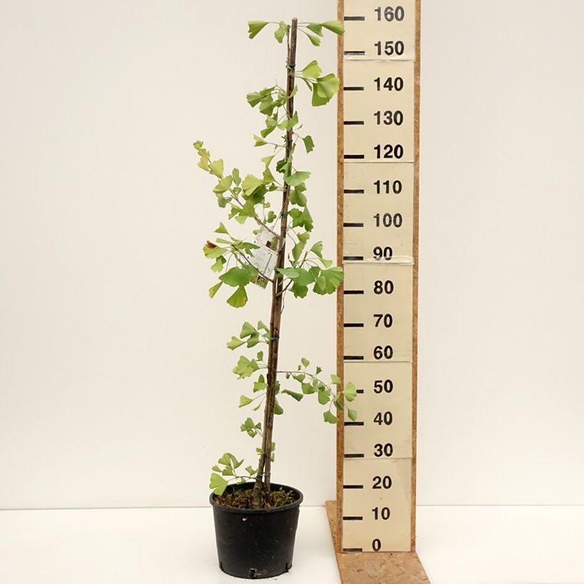 Example of Ginkgo biloba fastigiata Gold Flame - Fächerblattbaum Topf mit 7,5L/10L as you get in ete