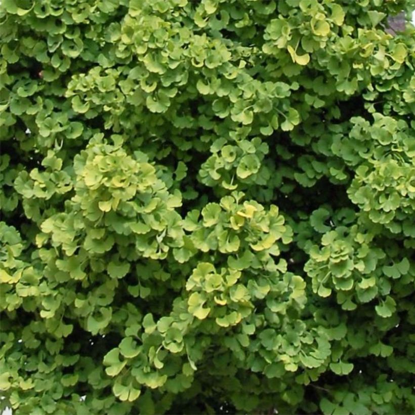 Ginkgo biloba Globus - Fächerblattbaum (Foliage)