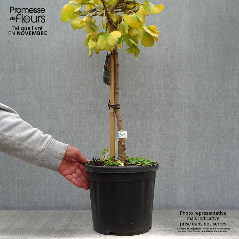 Example of Ginkgo biloba Mariken - Fächerblattbaum Topf mit 7,5L/10L as you get in automne