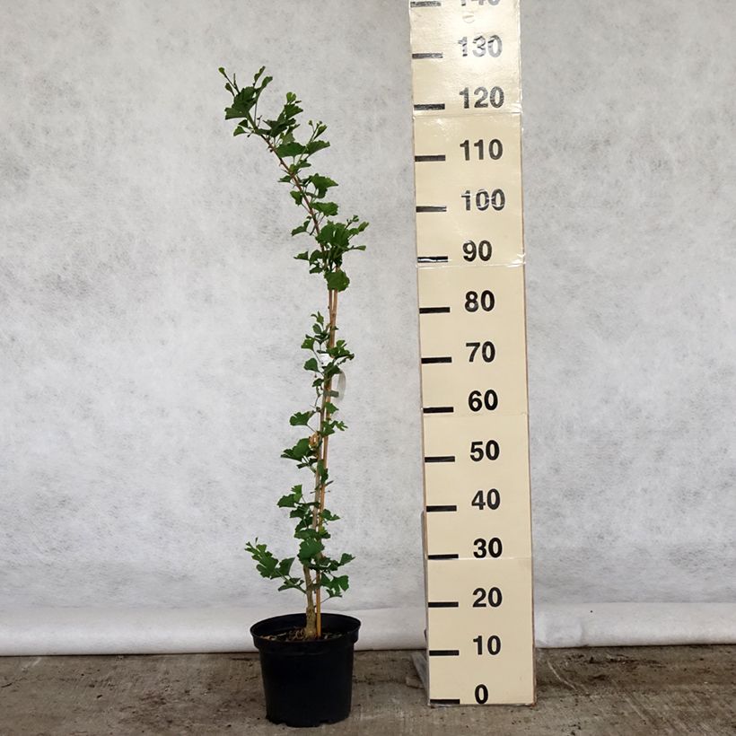 Exemplar von Ginkgo biloba Menhir - Fächerblattbaum Topf mit 4L/5L wie im Frühjahr geliefert