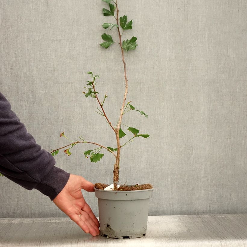 Example of Ginkgo biloba Menhir - Fächerblattbaum Topf mit 2L/3L as you get in automne