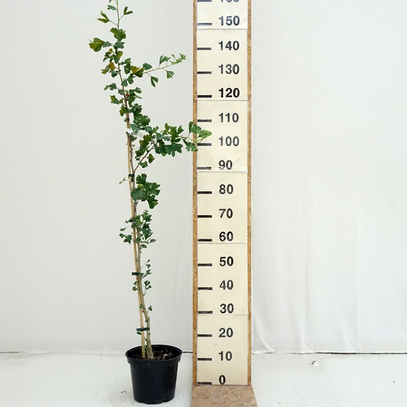 Example of Ginkgo biloba Menhir - Fächerblattbaum Topf mit 4L/5L as you get in ete