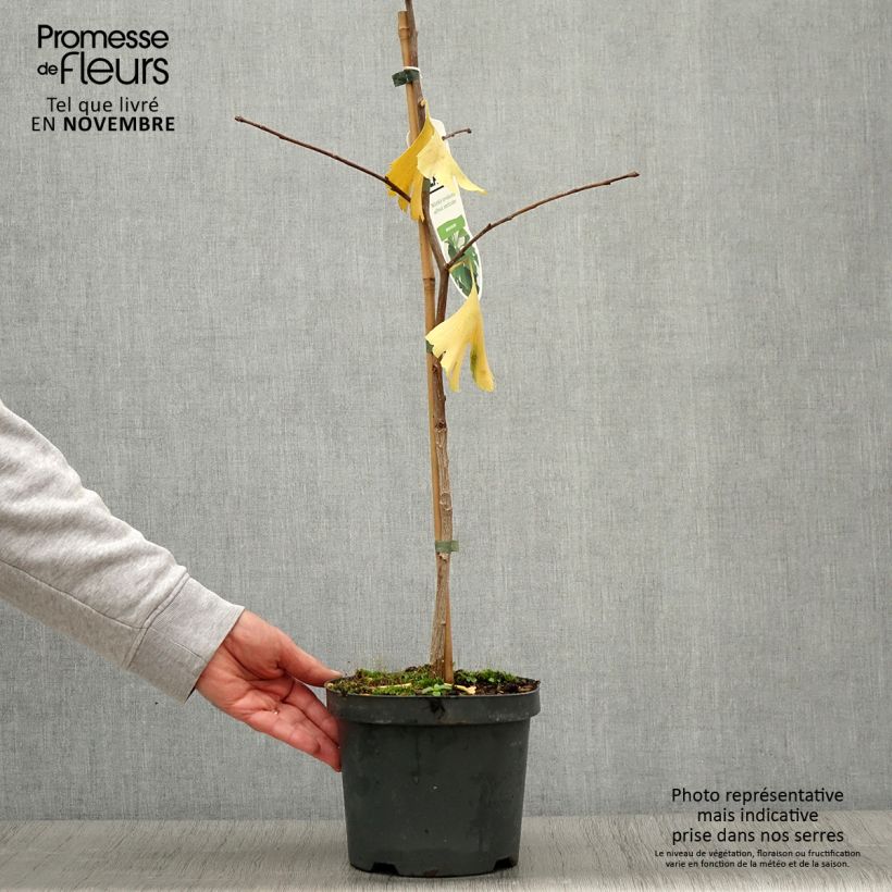 Example of Ginkgo biloba - Fächerblattbaum Topf mit 2L/3L as you get in automne