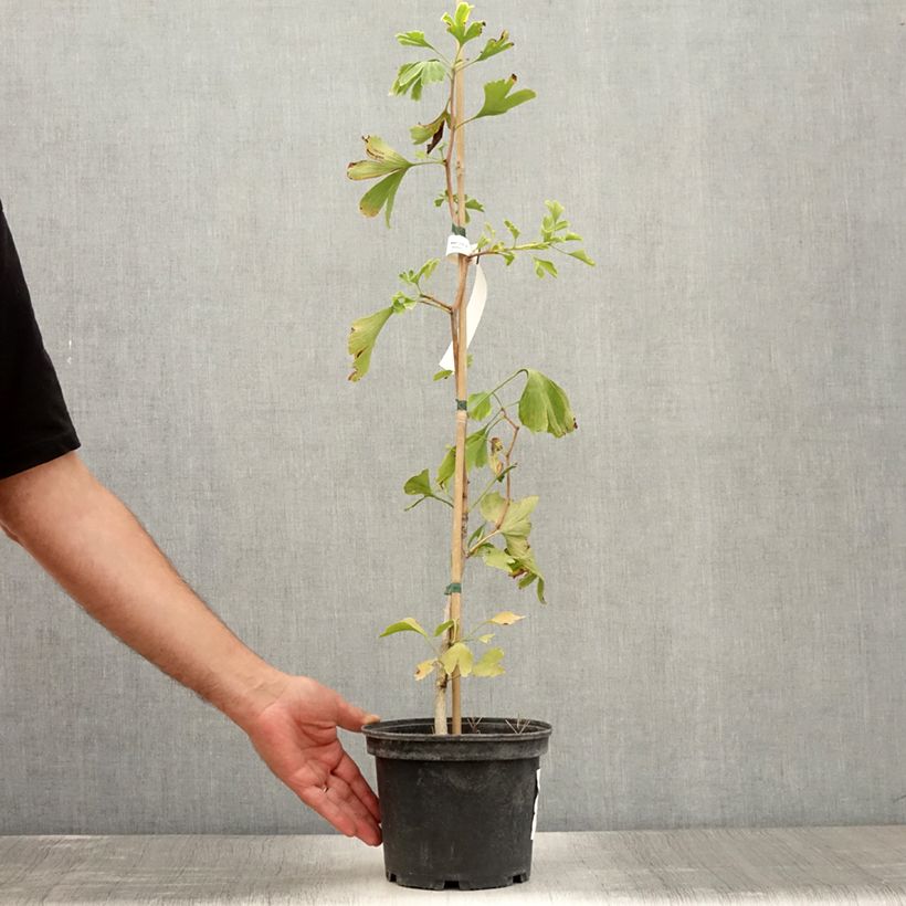 Exemplar von Ginkgo biloba - Fächerblattbaum Topf mit 2L/3L wie im Sommer geliefert