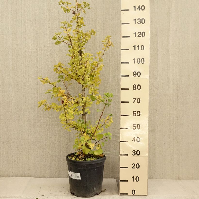 Example of Ginkgo biloba Simon - Fächerblattbaum Topf mit 18L/20L as you get in automne