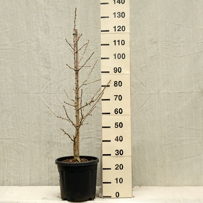 Exemplar von Ginkgo biloba Simon - Fächerblattbaum Topf mit 18L/20L wie im Frühjahr geliefert