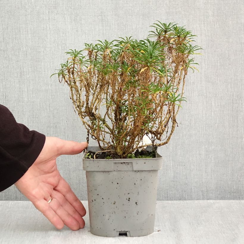 Exemplar von Garten-Goldlack Constant Cheer - Erysimum Topf mit 2L/3L wie im Herbst geliefert