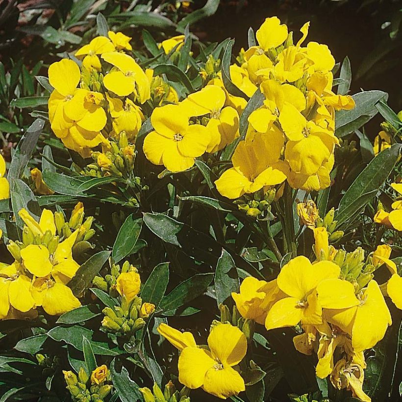 Garten-Goldlack Cloth of Gold - Erysimum (Flowering)